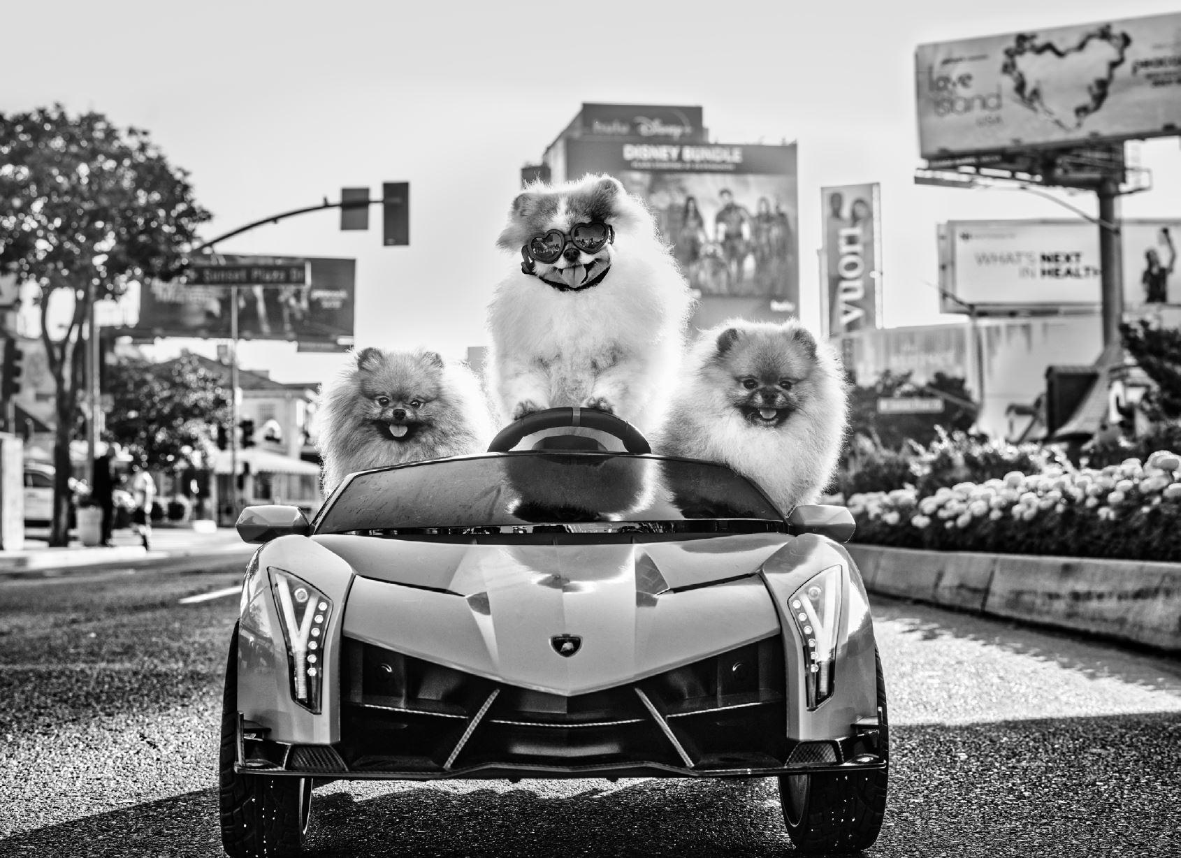 'Who let the dogs out' - three Pomeranians in a Car, fine art photography, 2023