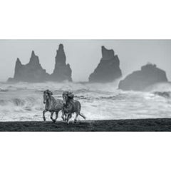 Wild Horses