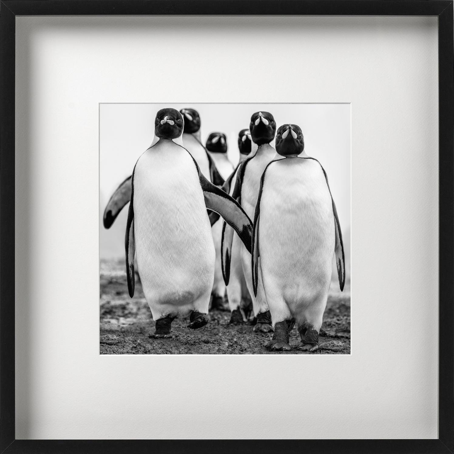 Wise Guys - Group Of Walking Penguins, Penguin Gang, Fine Art Photography, 2018 For Sale 7