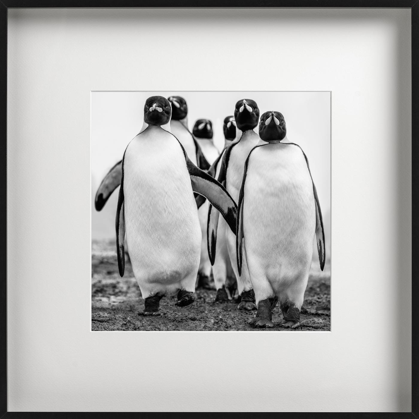Wise Guys - Group Of Walking Penguins, Penguin Gang, Fine Art Photography, 2018 - Gray Black and White Photograph by David Yarrow