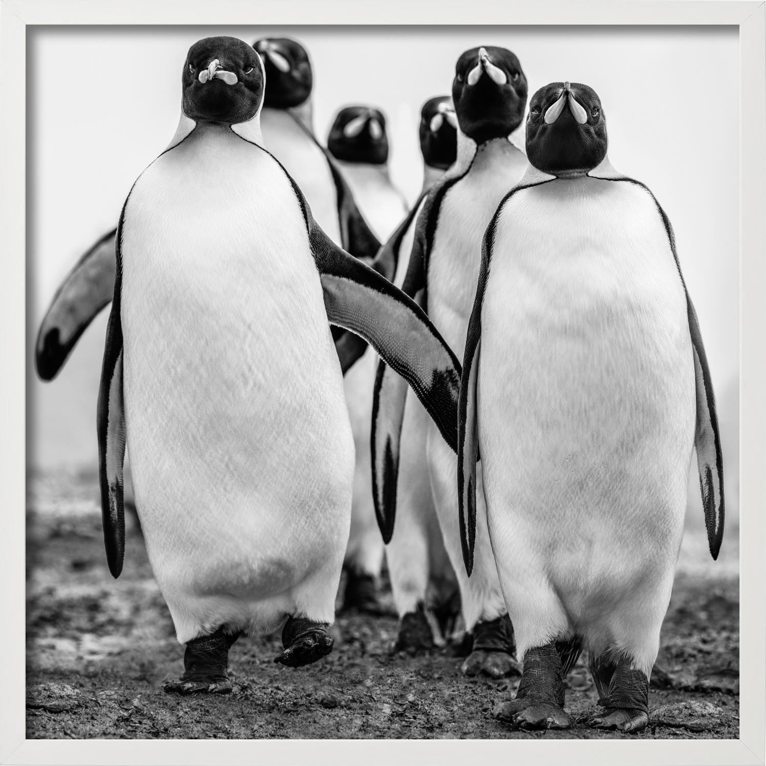 Wise Guys - Group Of Walking Penguins, Penguin Gang, Fine Art Photography, 2018 For Sale 1