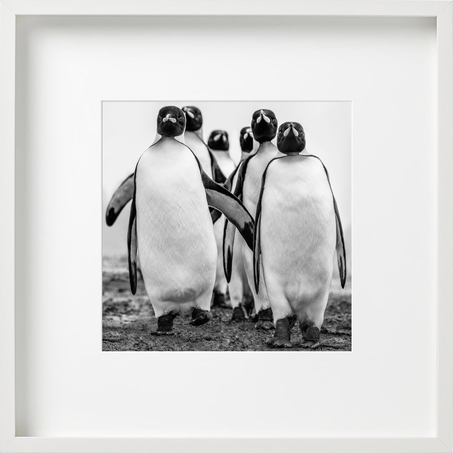 Wise Guys - Group Of Walking Penguins, Penguin Gang, Fine Art Photography, 2018 For Sale 2