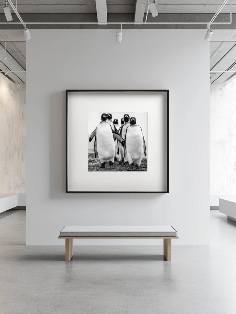 Wise Guys - Group Of Walking Penguins, Penguin Gang, Fine Art Photography, 2018 For Sale 3