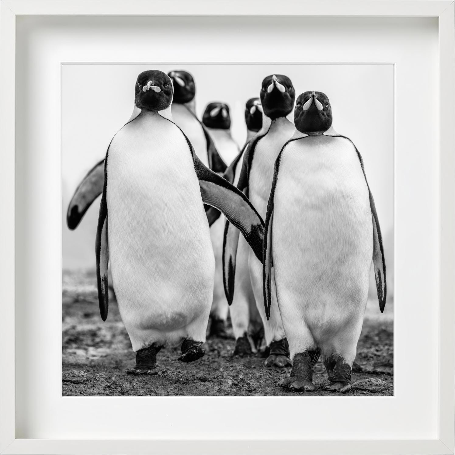 Wise Guys - Group Of Walking Penguins, Penguin Gang, Fine Art Photography, 2018 For Sale 4