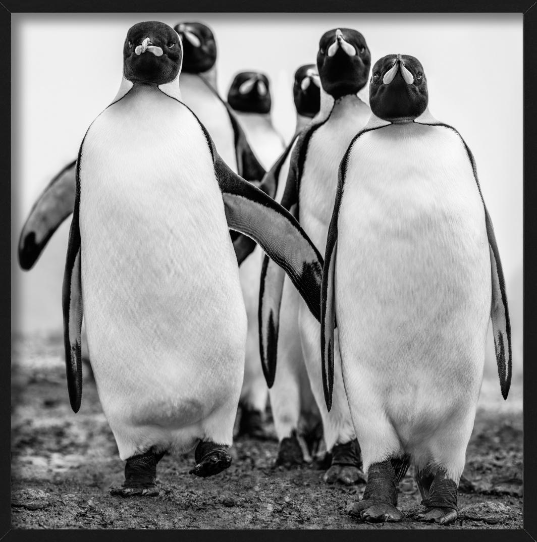 Wise Guys - Group Of Walking Penguins, Penguin Gang, Fine Art Photography, 2018 For Sale 5