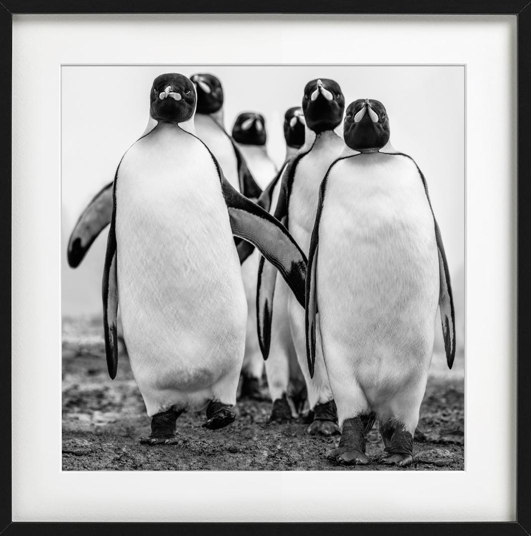 Wise Guys - Group Of Walking Penguins, Penguin Gang, Fine Art Photography, 2018 For Sale 6