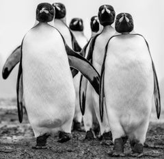 Wise Guys - Group Of Walking Penguins, Penguin Gang, Fine Art Photography, 2018