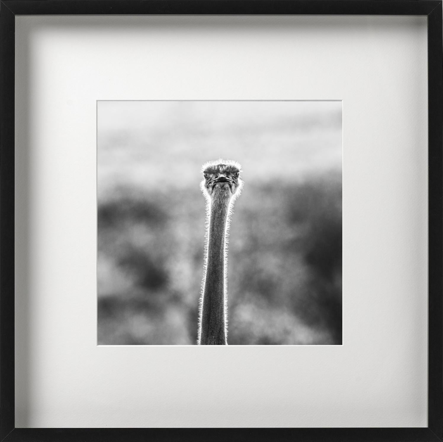 WTF - Funny Ostrich Close Up Portrait, Photographie d'art, 2017 en vente 7