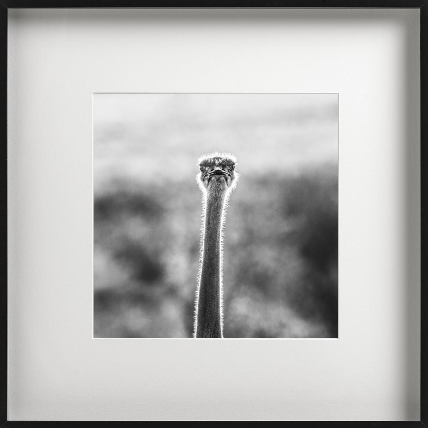 WTF, Funny Portrait d'une autruche regardant l'appareil photo d'un air grincheux, photographié en noir et blanc, a été capturé par David Yarrow.  

Tous les tirages sont en édition limitée. Disponible en plusieurs tailles. Encadrement haut de gamme