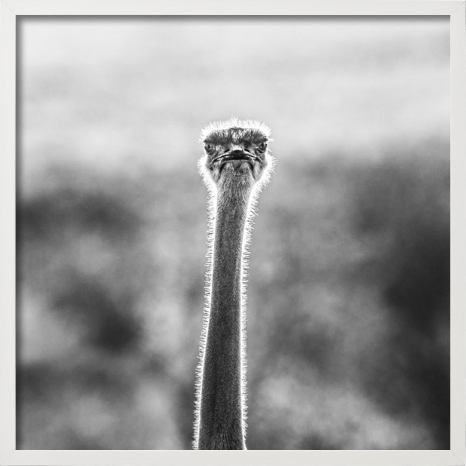 WTF - Funny Ostrich Close Up Portrait, Photographie d'art, 2017 en vente 1