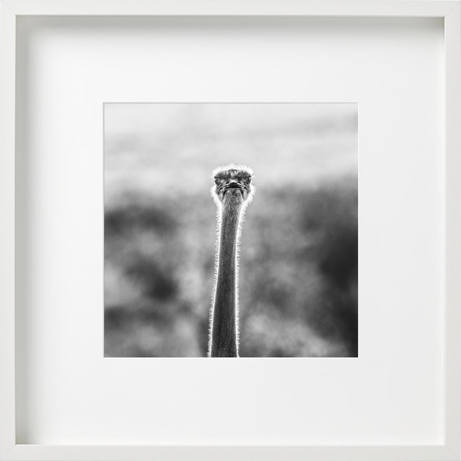 WTF - Funny Ostrich Close Up Portrait, Photographie d'art, 2017 en vente 2