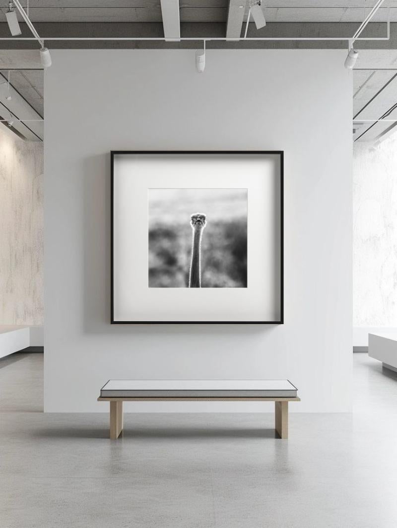 WTF - Funny Ostrich Close Up Portrait, Photographie d'art, 2017 en vente 4