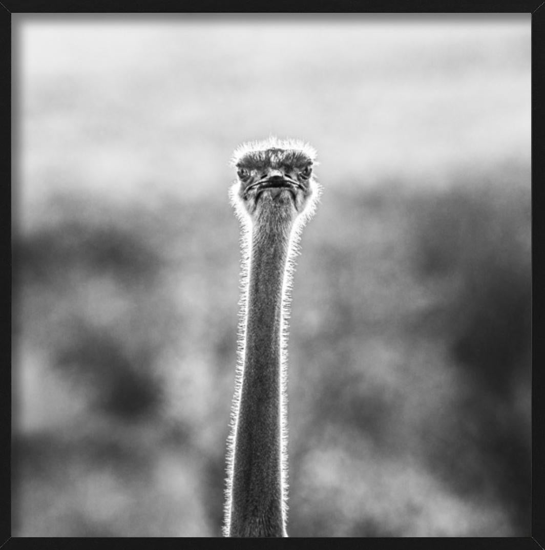 WTF - Funny Ostrich Close Up Portrait, Photographie d'art, 2017 en vente 5