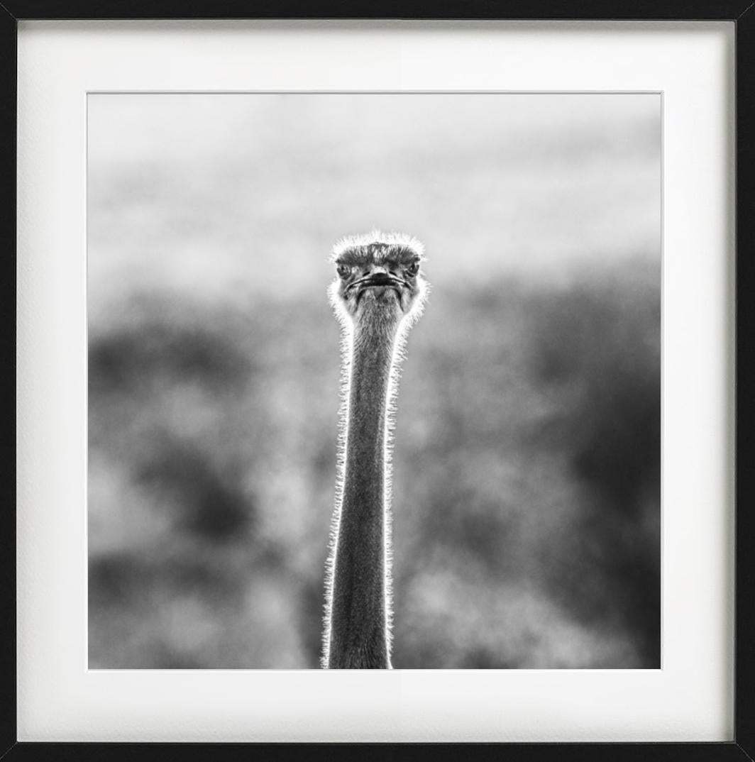 WTF - Funny Ostrich Close Up Portrait, Photographie d'art, 2017 en vente 6