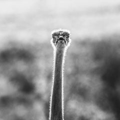 Photographie noir et blanc