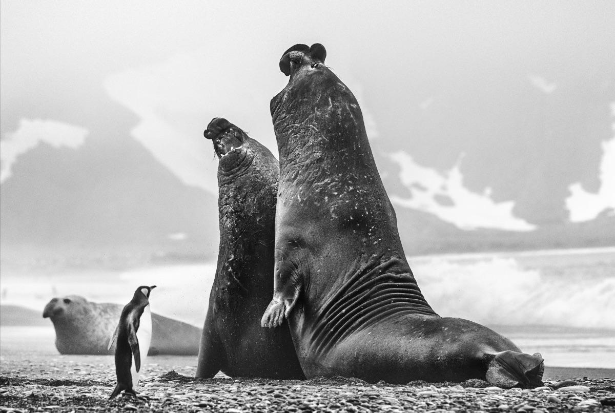 David Yarrow Black and White Photograph - You Sat On My Husband