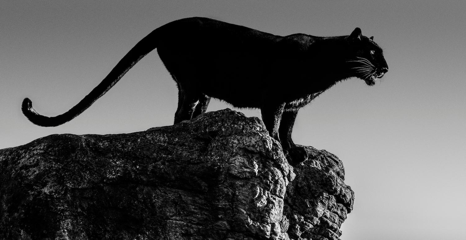 David Yarrow Black and White Photograph - Black Cat, Black and White Animal Photography