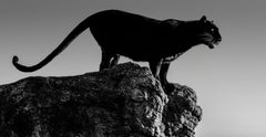 Black Cat, Black and White Animal Photography