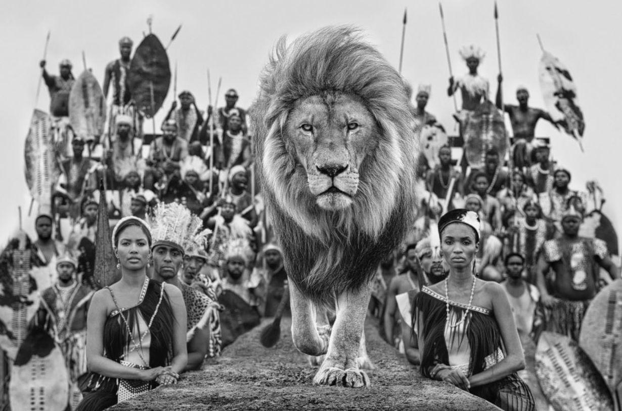 David Yarrow Animal Print - Catwalk - Lion walking, behind natives of South Africa