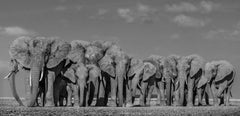Defense, Animal Print, Black and White Photography