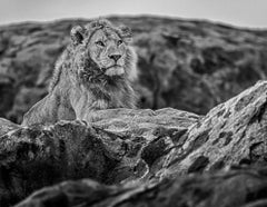Photorealist Animal Prints