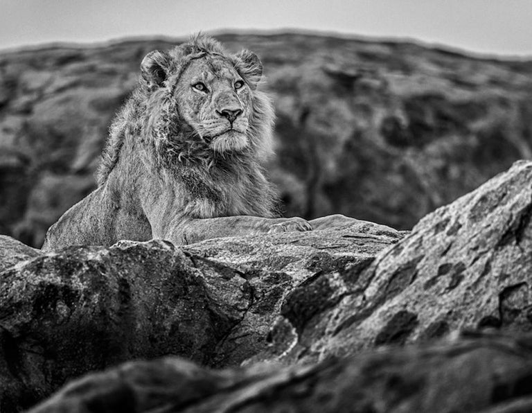 David Yarrow Serengeti, Archival Pigment Print, Black and White