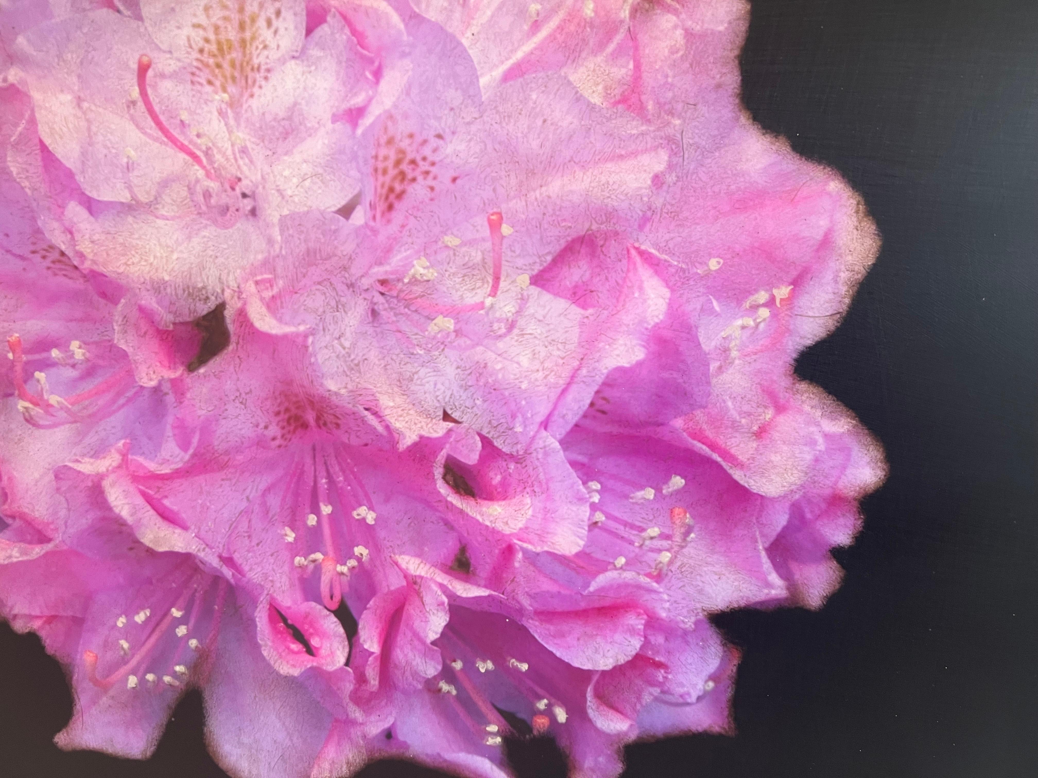 Amen Azalea by Dawne Raulet Petite Contemporary Mixed Media Fuscia Flower For Sale 4