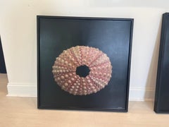 By the Sea Shore by Dawne Raulet Petite Contemporary Mixed Media Sea Urchin