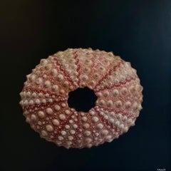 By the Sea Shore by Dawne Raulet Petite Contemporary Mixed Media Sea Urchin (oursin)