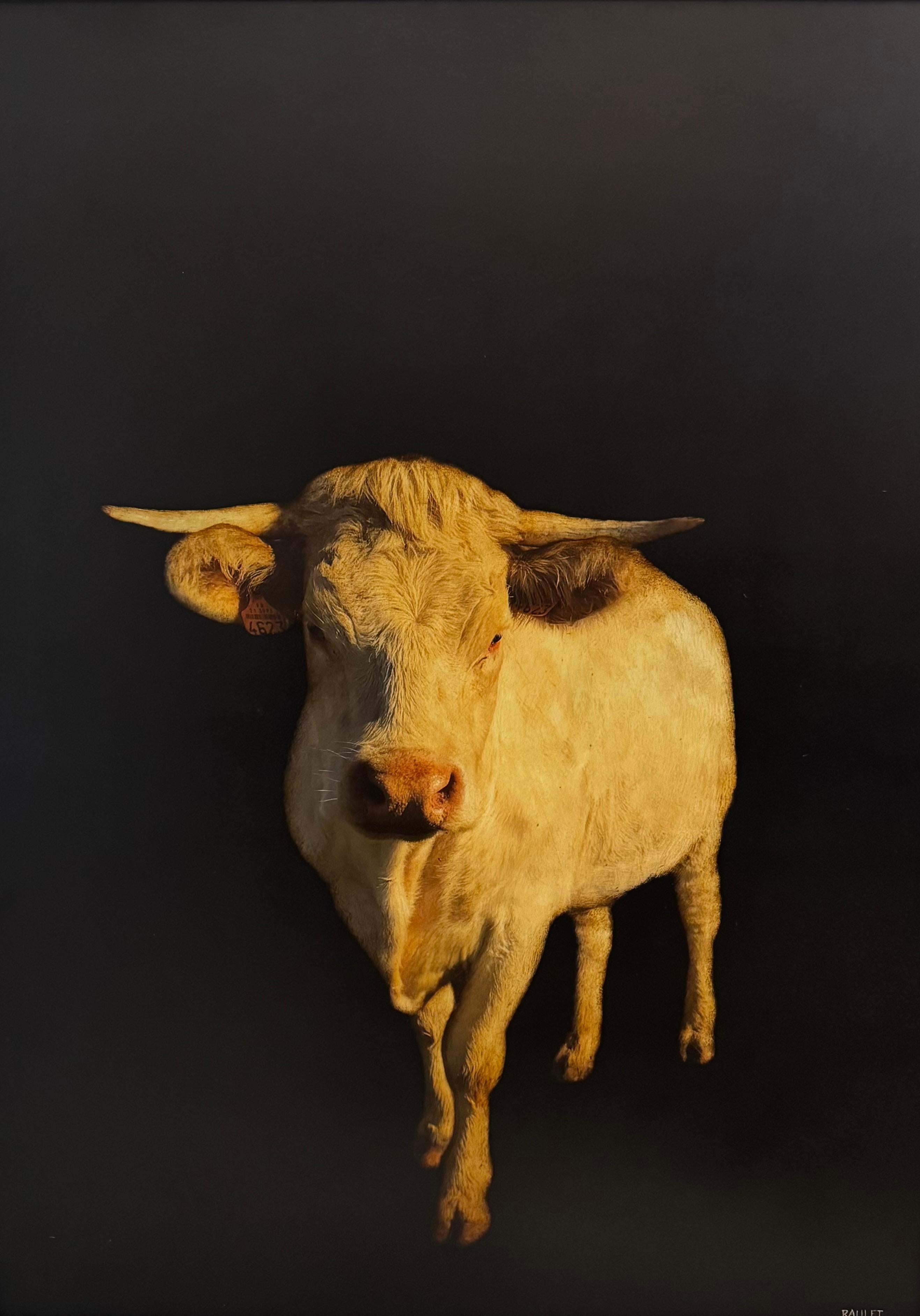 Pittura mista contemporanea di mucca su pannello di Dawne Raulet