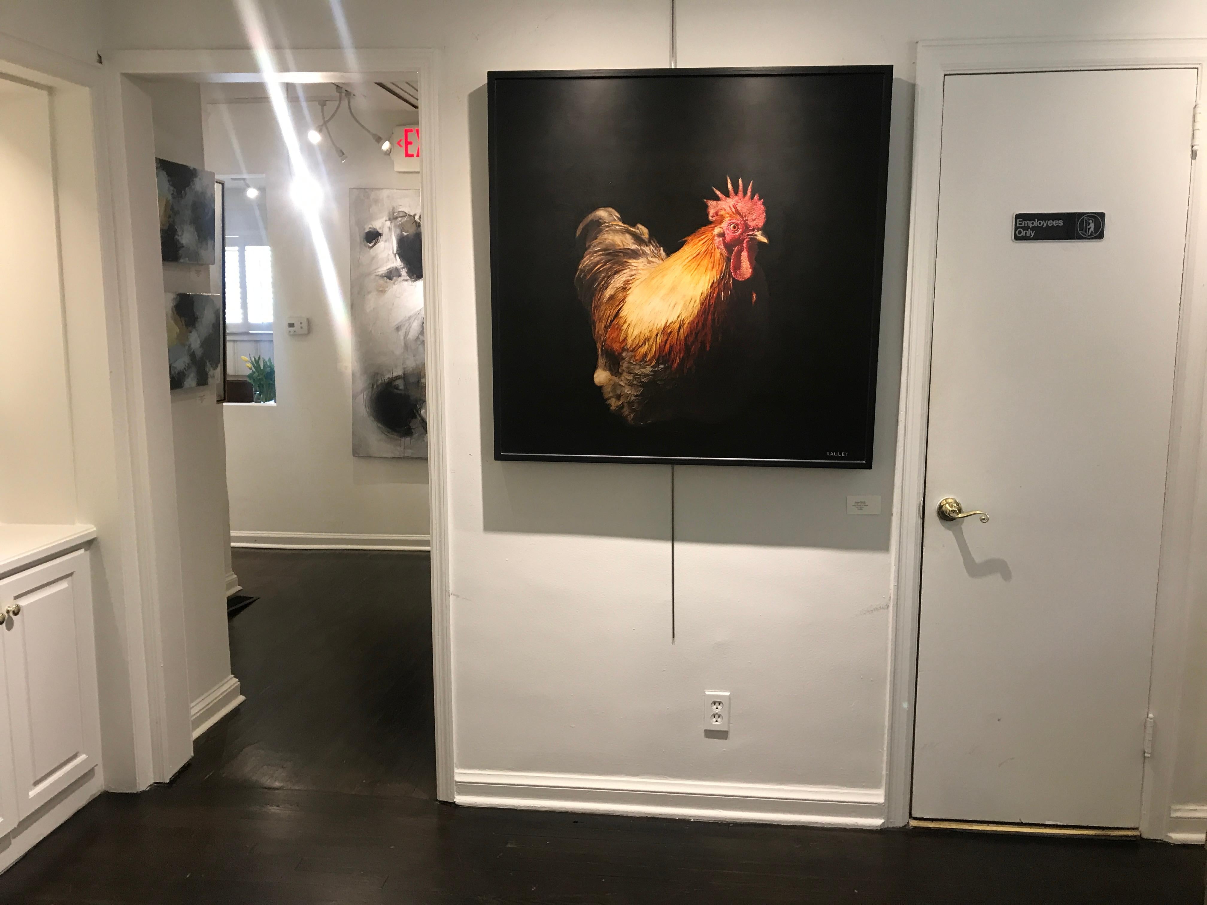 animal coq
