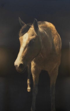 Dark Horse by Dawne Raulet Animal contemporain Mixed Media, Brown, Black