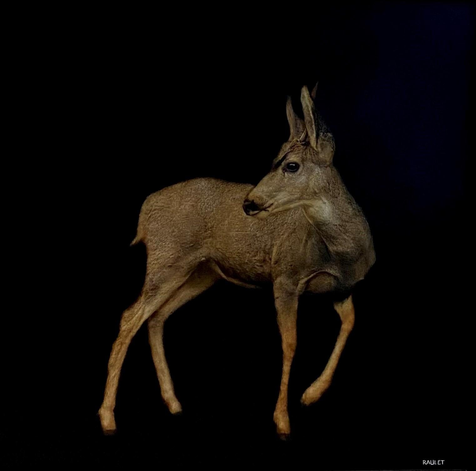 Doe A Deer by Dawne Raulet Contemporary Animal Mixed Media with Black