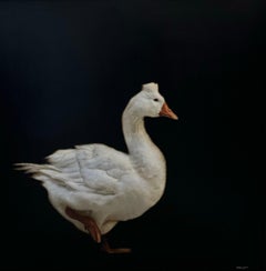 Graceful Goose by Dawne Raulet Oca contemporanea a tecnica mista, Whiting, Black