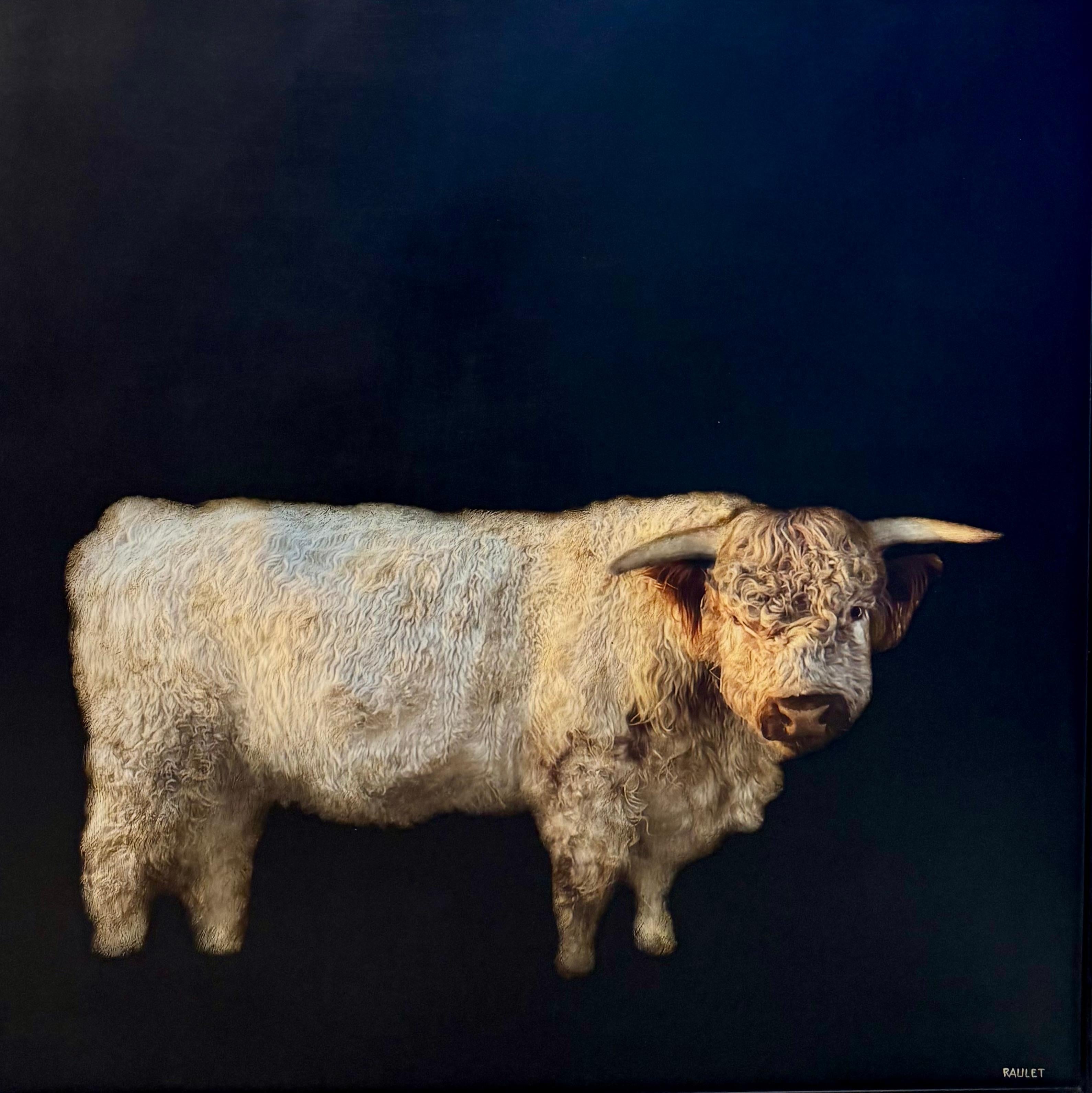Mucca di Highland di Dawne Raulet Mucca contemporanea in tecnica mista con nero e bianco