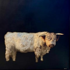 Mucca di Highland di Dawne Raulet Mucca contemporanea in tecnica mista con nero e bianco