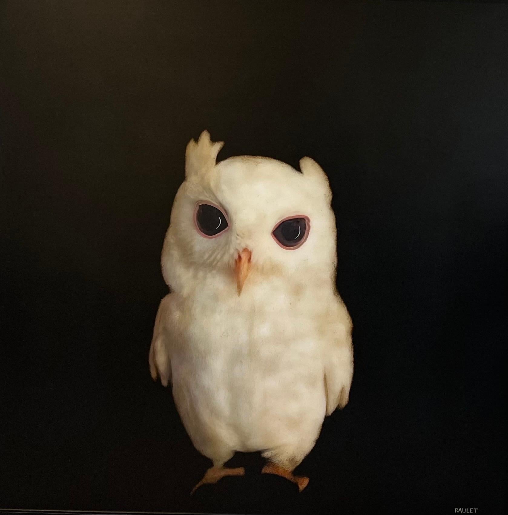 frazzled owl