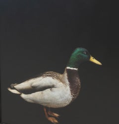 Large Duck Painting, Contemporary Animal Art, Mixed Media Panel