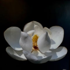 Magnolia Magic by Dawne Raulet Petite Contemporary Mixed Media White Flower