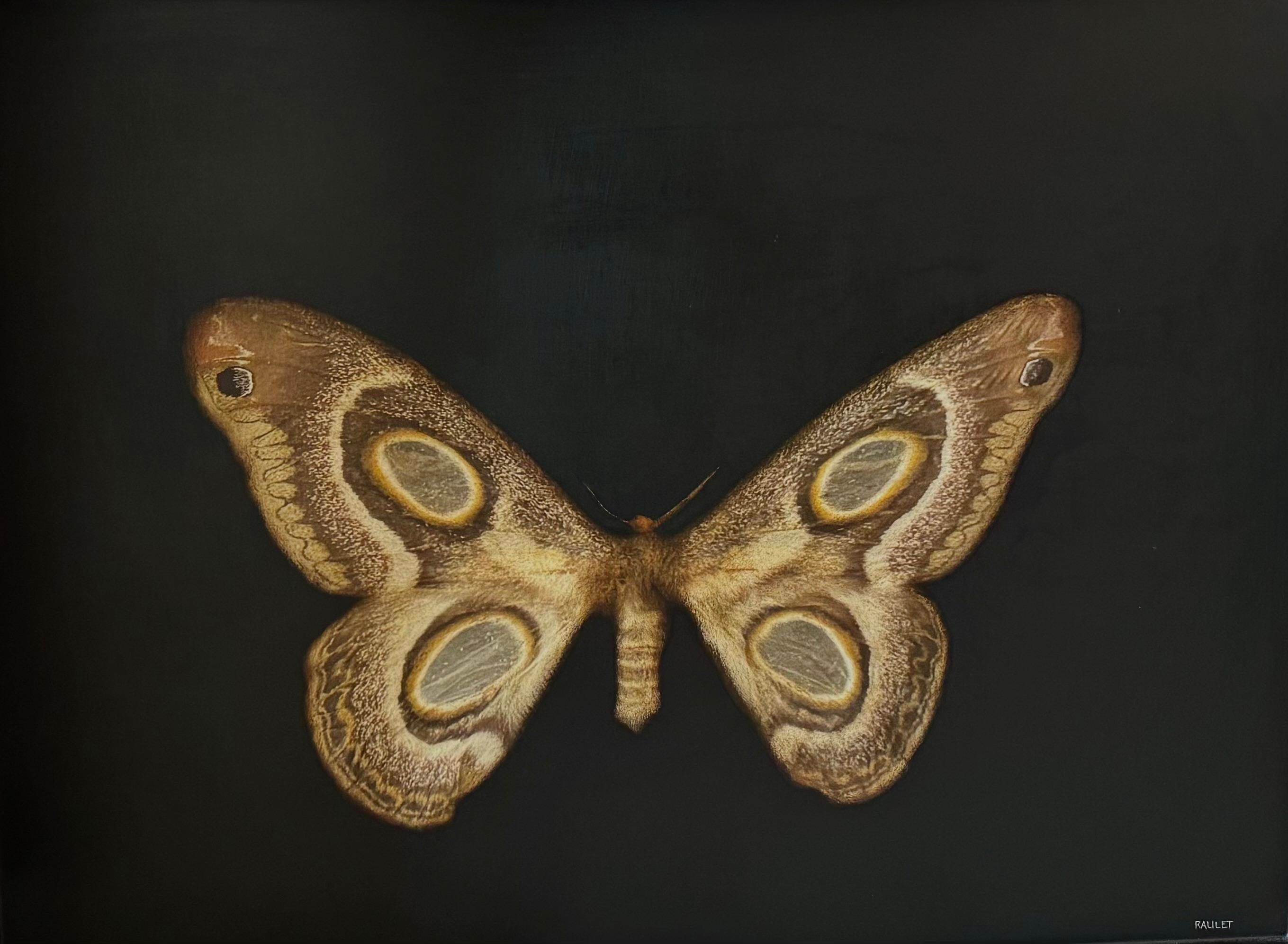 Moonlit Wings di Dawne Raulet Contemporary Moth Mixed Media, Bianco, Nero