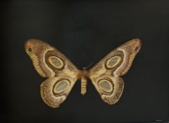 Moonlit Wings di Dawne Raulet Contemporary Moth Mixed Media, Bianco, Nero