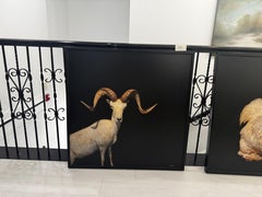 Ram Portrait Painting on Dark Ground by Dawne Raulet