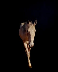 Stirrup Trouble by Dawne Raulet Contemporary Horse Mixed Media with Black, White