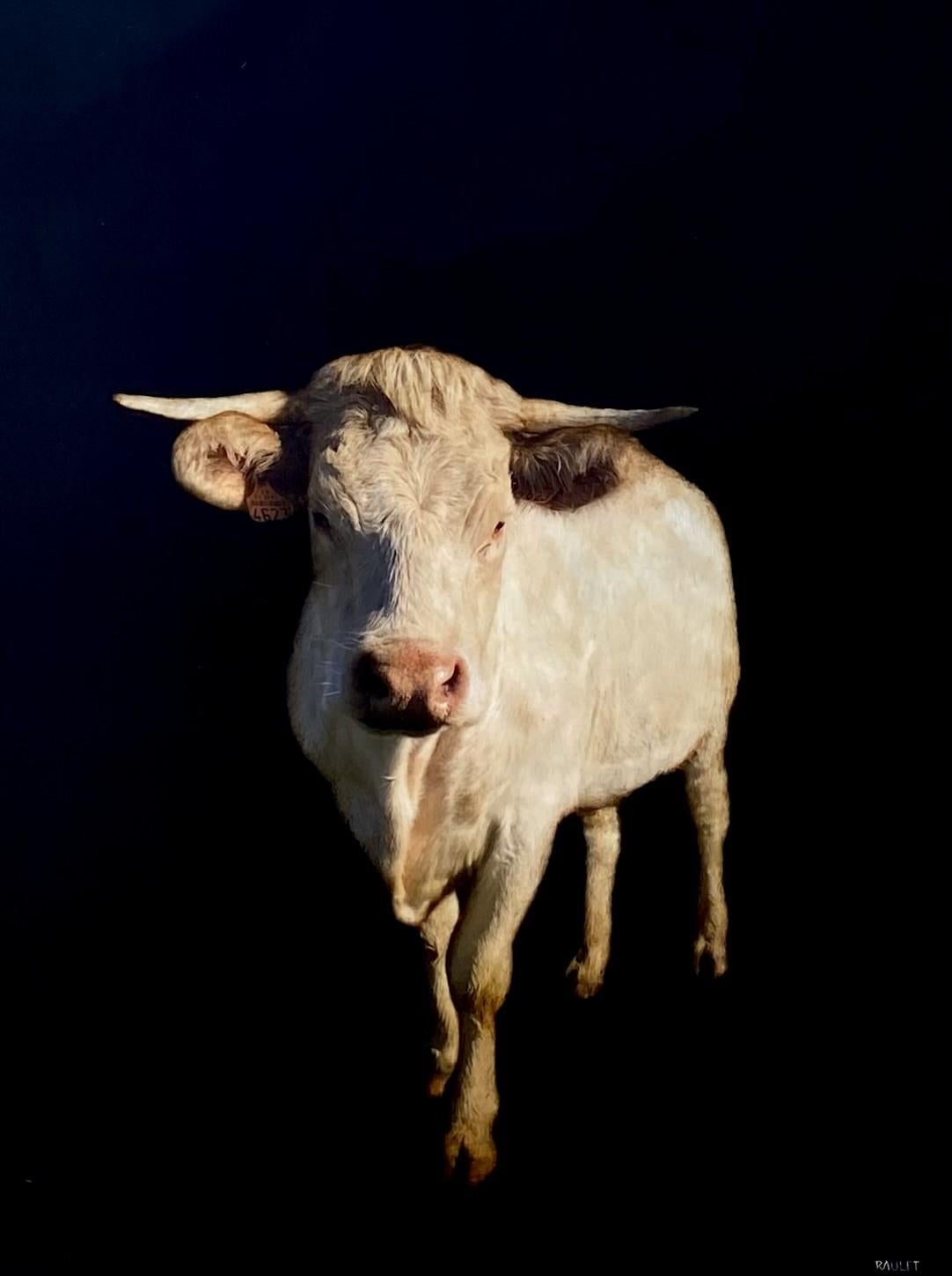 The Nose Knows von Dawne Raulet Contemporary Cow Mixed Media mit Schwarz, Weiß