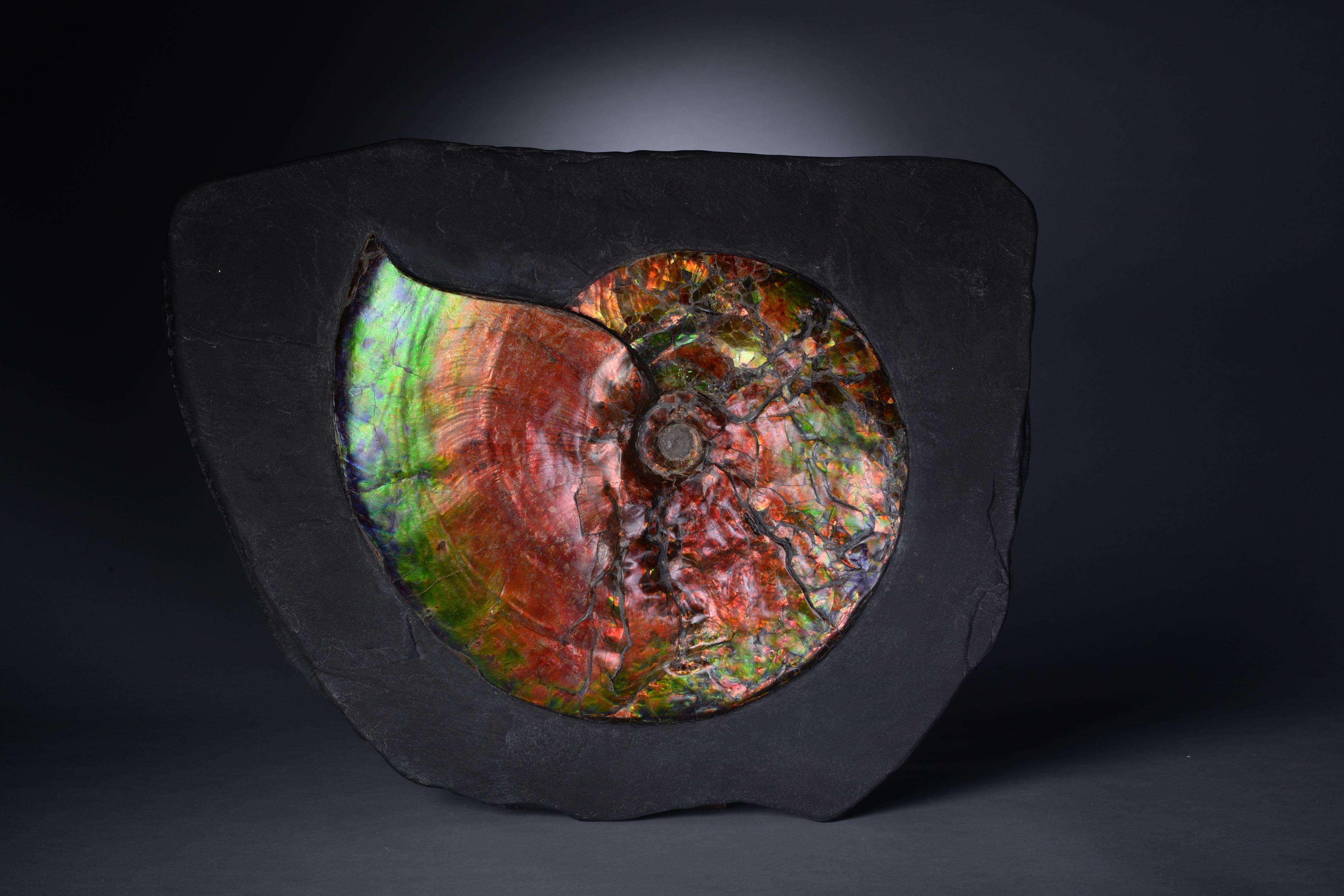 Dazzling Opalescent Gem Ammonite Fossil 4