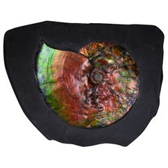 Fossile d'ammonite gemme opalescente éblouissante