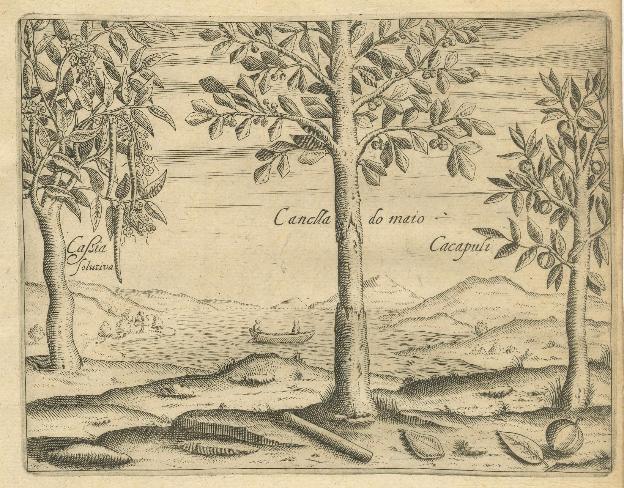 Set di quattro incisioni botaniche di spezie e piante esotiche di De Bry, 1598 circa - C.C., Aloe e piante aromatiche delle Indie

Bella serie completa di quattro incisioni originali in rame tratte dai Petits Voyages di Theodor de Bry (Francoforte