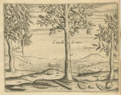 De Bry Botanical Engravings – Cinnamon, Aloe & Aromatic Plants, c.1598
