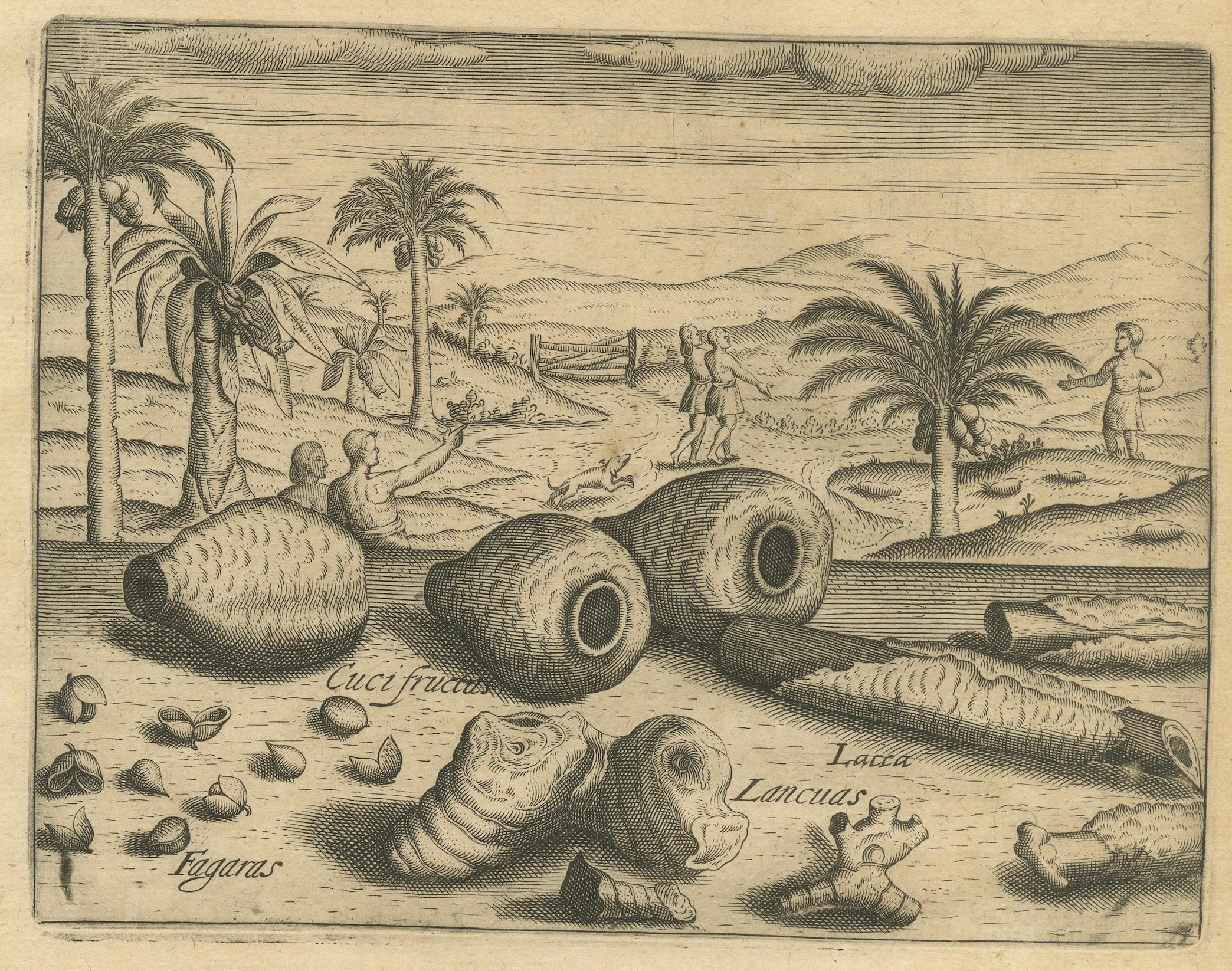 Tedesco Incisioni botaniche di De Bry - Cannella, Aloe e piante aromatiche, 1598 ca. in vendita