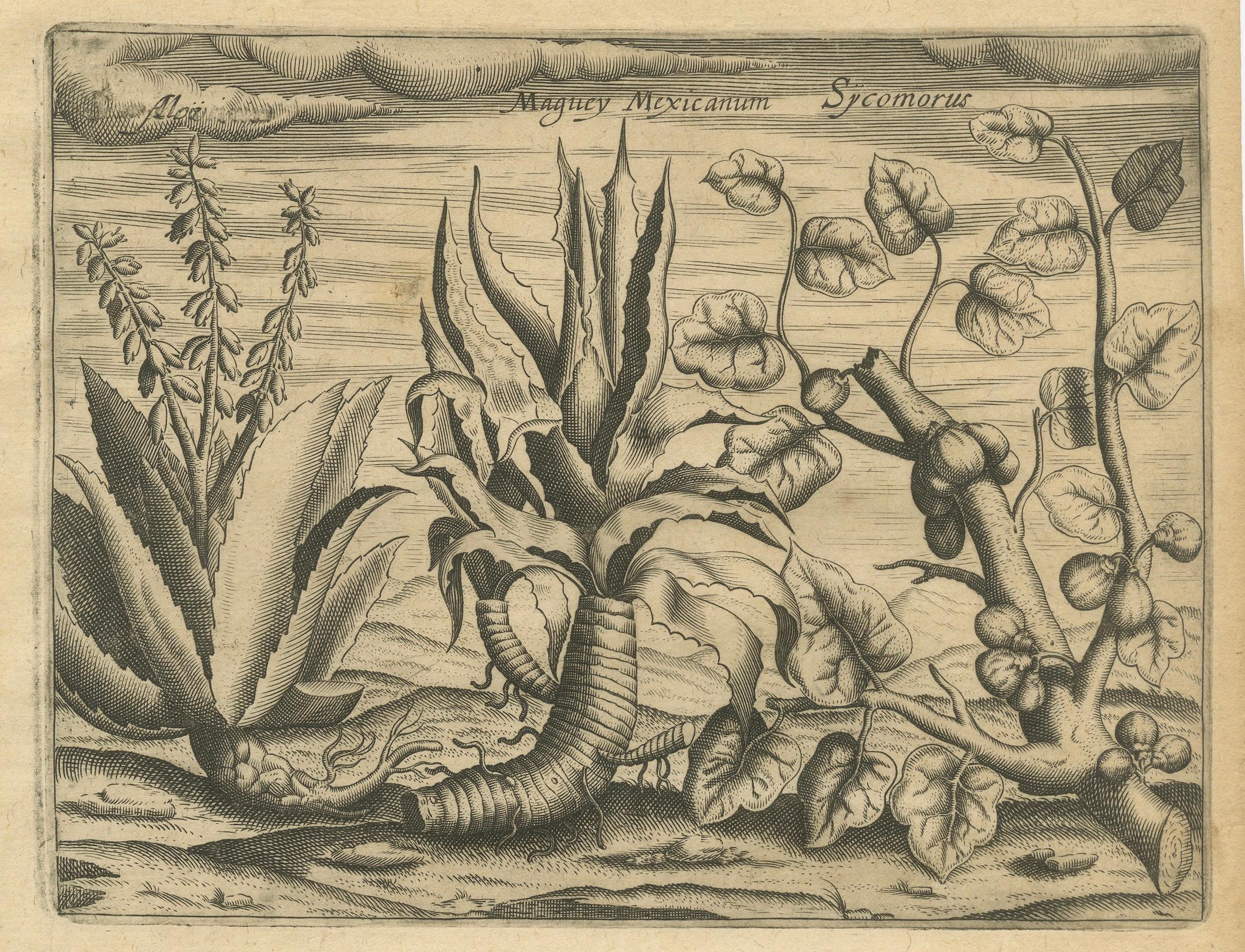 Inciso Incisioni botaniche di De Bry - Cannella, Aloe e piante aromatiche, 1598 ca. in vendita